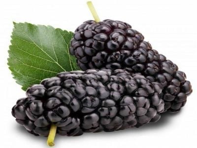 Dut Fidanı Nasıl Dikilir?