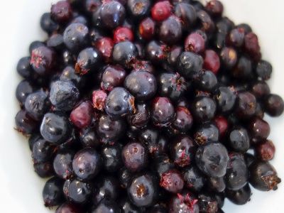 Saskatoon Berry Fidanı Nasıl Dikilir?