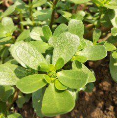 Aromatik Semizotu Fidesi (5 Adet)