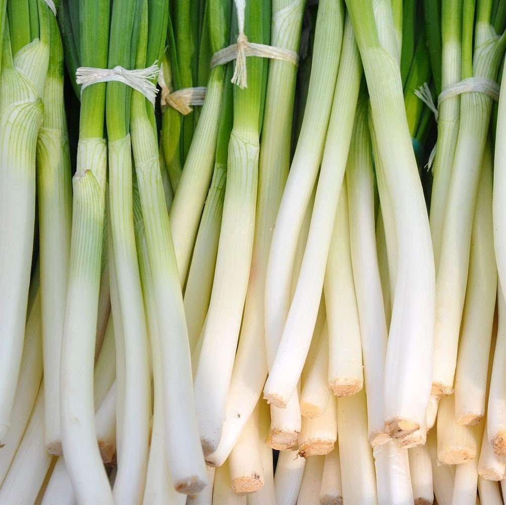 Lezzetli Pırasa Fidesi (5 Adet)