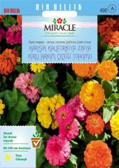 Miracle Karışık Kaliforniya Zinya Kirli Hanım Çiçeği Tohumu (50 tohum)