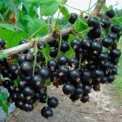 Tüplü Black Rosenthals Siyah Frenk Üzümü Fidanı