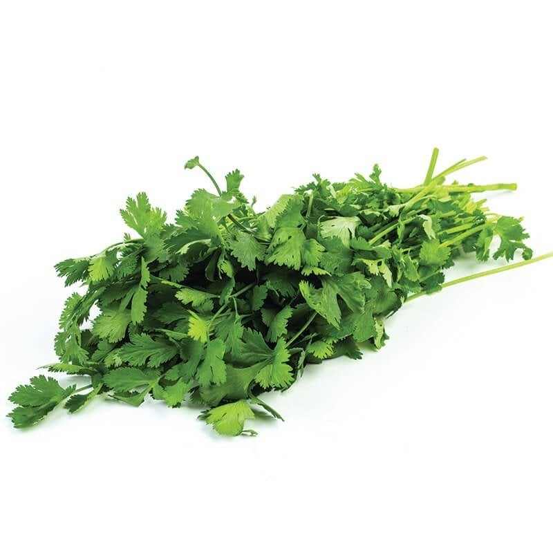 Aşotu (Kişniş) Fidesi (5 Adet)