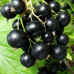Tüplü Black (Siyah) Golyat Frenk Üzümü Fidanı