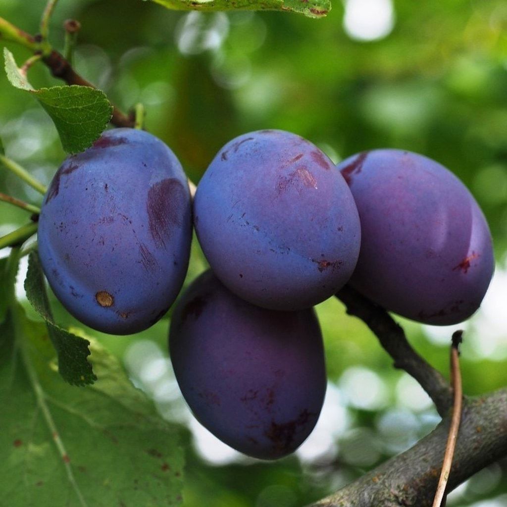 Tüplü Black Amber Erik Fidanı