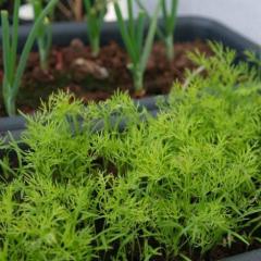 Aromatik Dereotu Fidesi (5 Adet)