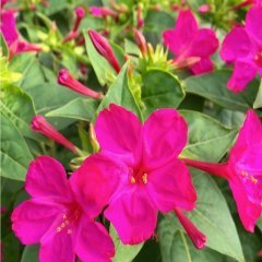 Violet Pink Akşam Sefası Çiçeği Tohumu (20 Tohum)
