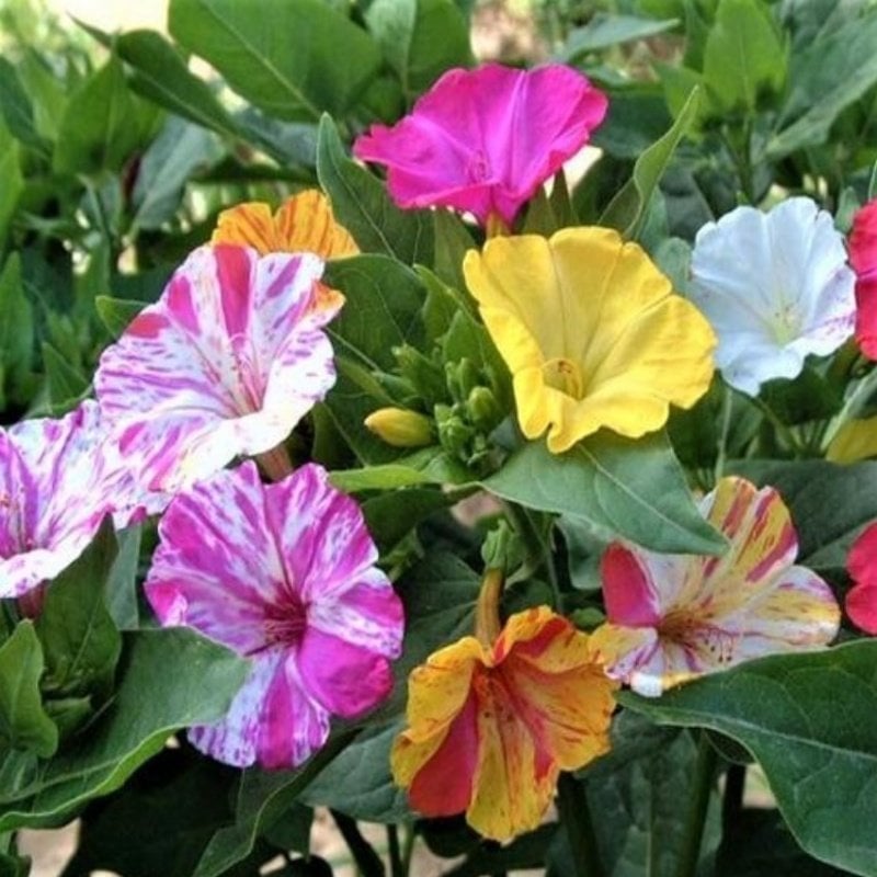 Bicolor Mixed Akşam Sefası Çiçeği Tohumu (20 Tohum)