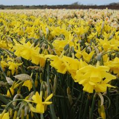 Sarı(Yellow) Ocean Nergis Soğanı (5 adet)