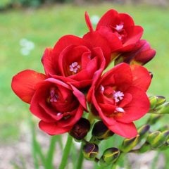 Double Red Katmerli Kırmızı Frezya (Fressia) Soğanı (5 adet)