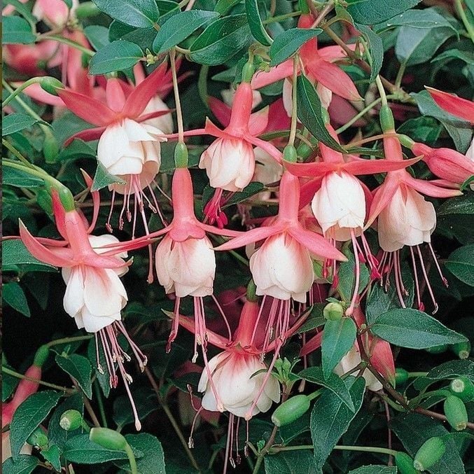 Sarkıcı Katmerli Patio PrincessKüpe Çiçeği Fidesi (1 adet)