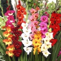 Gladiolus Mixed Swan Karışık Renkli Glayör Çiçeği Soğanı (4 adet)