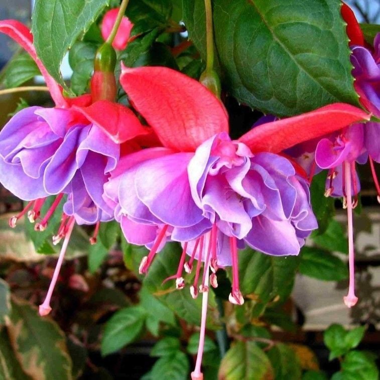 XXL Çiçekli Katmerli Leonita Double Rose Blue Küpe Çiçeği Fidesi (1 adet)