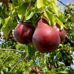 Tüplü Starkrimson Kırmızı Armut Fidanı