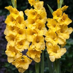 Gladiolus Yellow Swan Sarı Renkli Glayör Çiçeği Soğanı (2 adet)