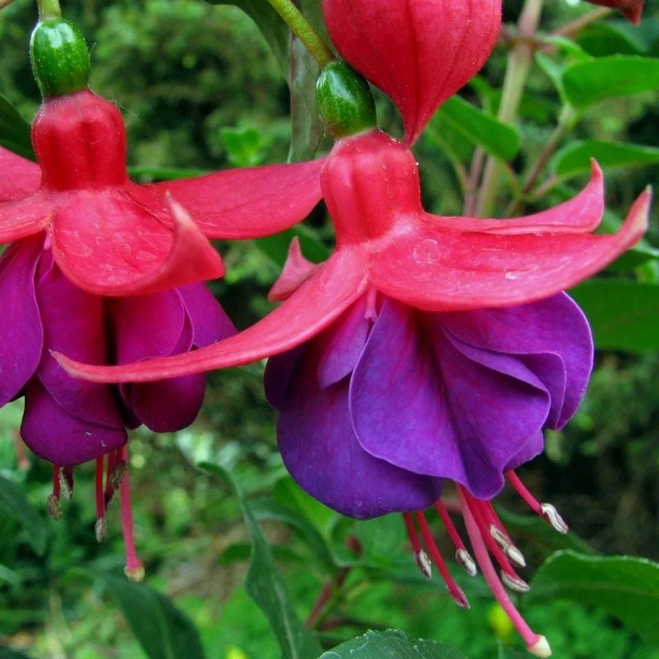 Leonita Semi Double Red Blue Küpe Çiçeği Fidesi (1 adet)