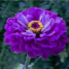 Super Yoga Elegans Purple Zinya Çiçeği Tohumu(40 tohum)