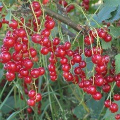 Tüplü Red Kırmızı Rovada Frenk Üzümü Fidanı