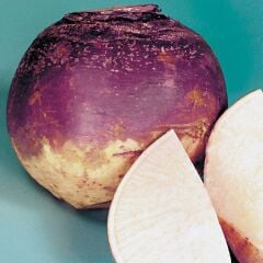 Doğal Purple Top Amrikano Şalgam Tohumu( 30 tohum)