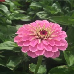 Super Yoga Rose Zinya Çiçeği Tohumu (40 tohum)