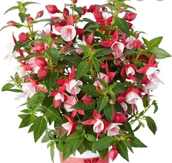 XL Deep Rose White Küpe Çiçeği Fidesi (2 adet)