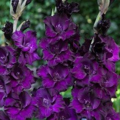 Gladiolus Purple Swan Mor Renkli Glayör Çiçeği Soğanı (2 adet)
