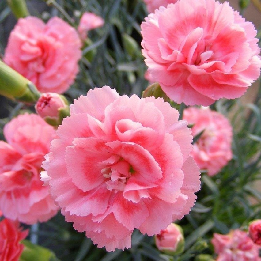 Nadir Kokulu Sweet Pleasure Salmon Eye Karanfil Çiçeği Fidesi (2 adet)