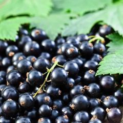 Tüplü İri Meyveli Booskop Giant Frenk Üzümü Fidanı
