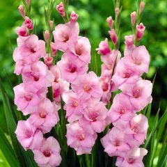 Gladiolus Pink Swan Pembe Renkli Glayör Çiçeği Soğanı (2 adet)