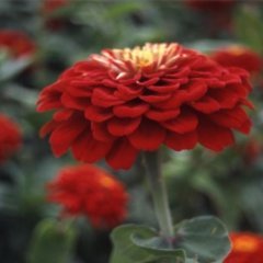 Super Yoga Scarlet Zinya Çiçeği Tohumu (40 tohum)