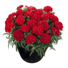 Nadir Kokulu Sweet Pleasure Red Karanfil Çiçeği Fidesi (2 adet)