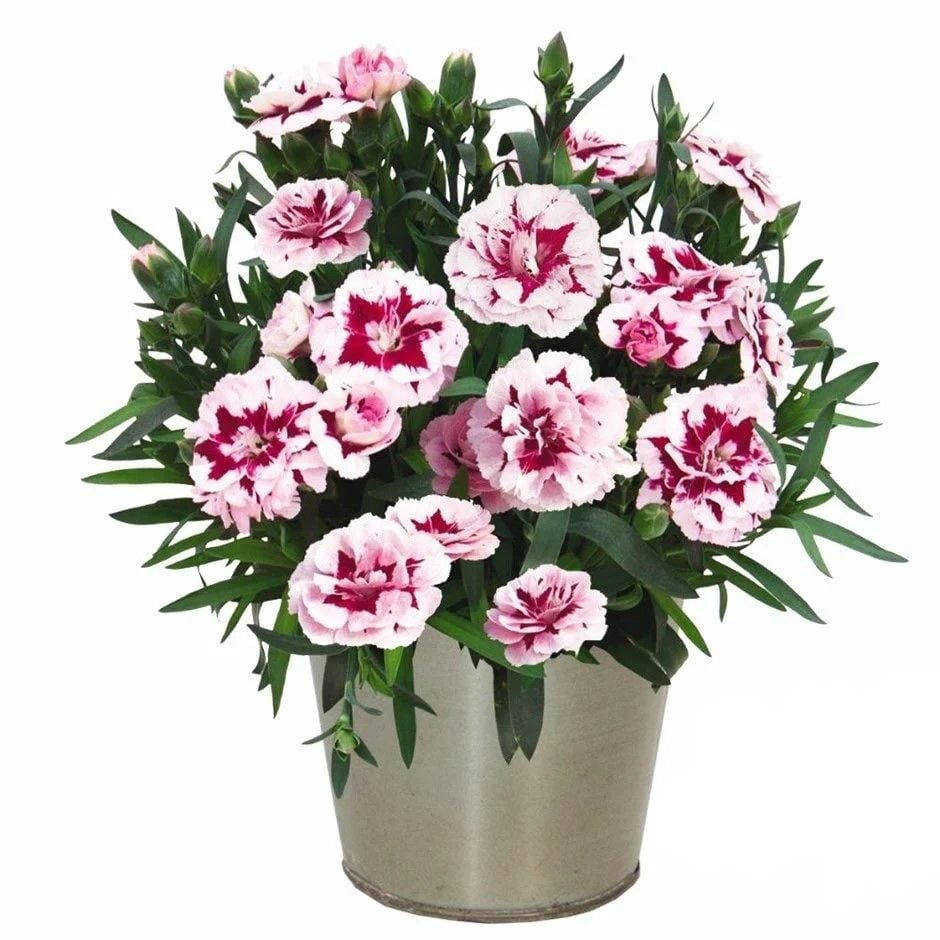 Nadir Kokulu Sweet Pleasure Purple Picotee Karanfil Çiçeği Fidesi (2 adet)