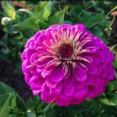 Dahlia Çiçekli Violet Quen Zinya Çiçeği Tohumu(40 tohum)
