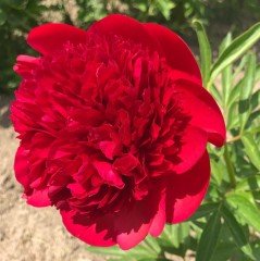 Peonies Festiva Maxima Kırmızı Şakayık Çiçeği Yumrusu (1 Adet)
