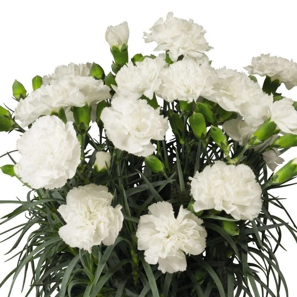 Nadir Kokulu Sweet Pleasure White Karanfil Çiçeği Fidesi (2 adet)
