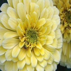 Dahlia Çiçekli İsabellina Zinya Çiçeği Tohumu (40 tohum)