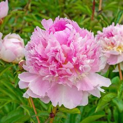 Peonies Festiva Maxima Pembe Şakayık Çiçeği Yumrusu (1 Adet)