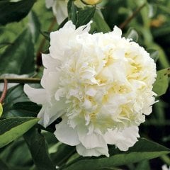 Peonies Festiva Maxima White ( Beyaz) Şakayık Çiçeği Yumrusu(1 Adet)
