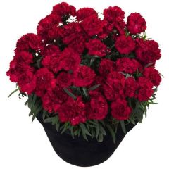 Nadir Kokulu Sweet Pleasure Dark Red Karanfil Çiçeği Fidesi (2 adet)