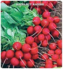 Ata Mirası Geleneksel Kırmızı Fındık Turp Tohumu (50 tohum)