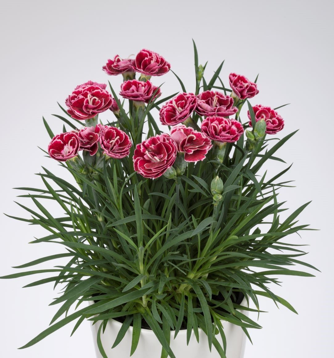 Nadir Kokulu Sweet Pleasure Cherry Picotee Karanfil Çiçeği Fidesi (2 adet)