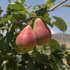 Tüplü Etruşka(Etrusca)  Armut Fidanı