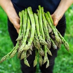 Ata Tohum Geleneksel Asparagus Kuşkonmaz Tohumu (20 Tohum)