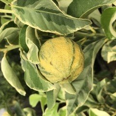 Tüplü Ender Bulunan Beyaz Yapraklı Özel Süs Limonu Fidanı