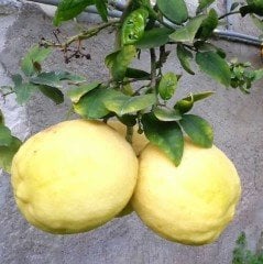 Tüplü Yoğun Kokulu Finike Beyaz White Limon Fidanı