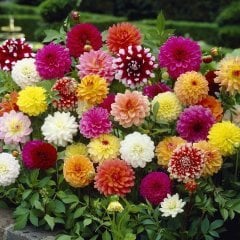 Mixed  Karışık Dahlia Yıldız Çiçeği Soğanı Yumrusu (5 adet )