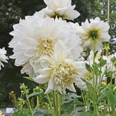 Dev Çiçekli White (Beyaz) Dahlia Yıldız Çiçeği  Yumrusu (1 adet )