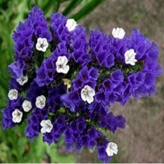 Limonium Sinuatum Deep Blue Deniz Lavantası Tohumu(30 tohum)