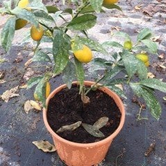 Tüplü Bodur Formda Yediveren Limon Fidanı İç Mekan İçin İdeal