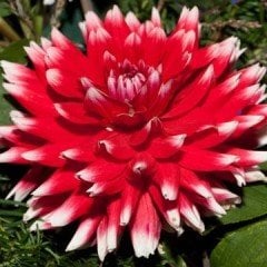 Alauna Double Jeu Kırmızı Dahlia Yıldız Çiçeği  Yumrusu (1 adet)